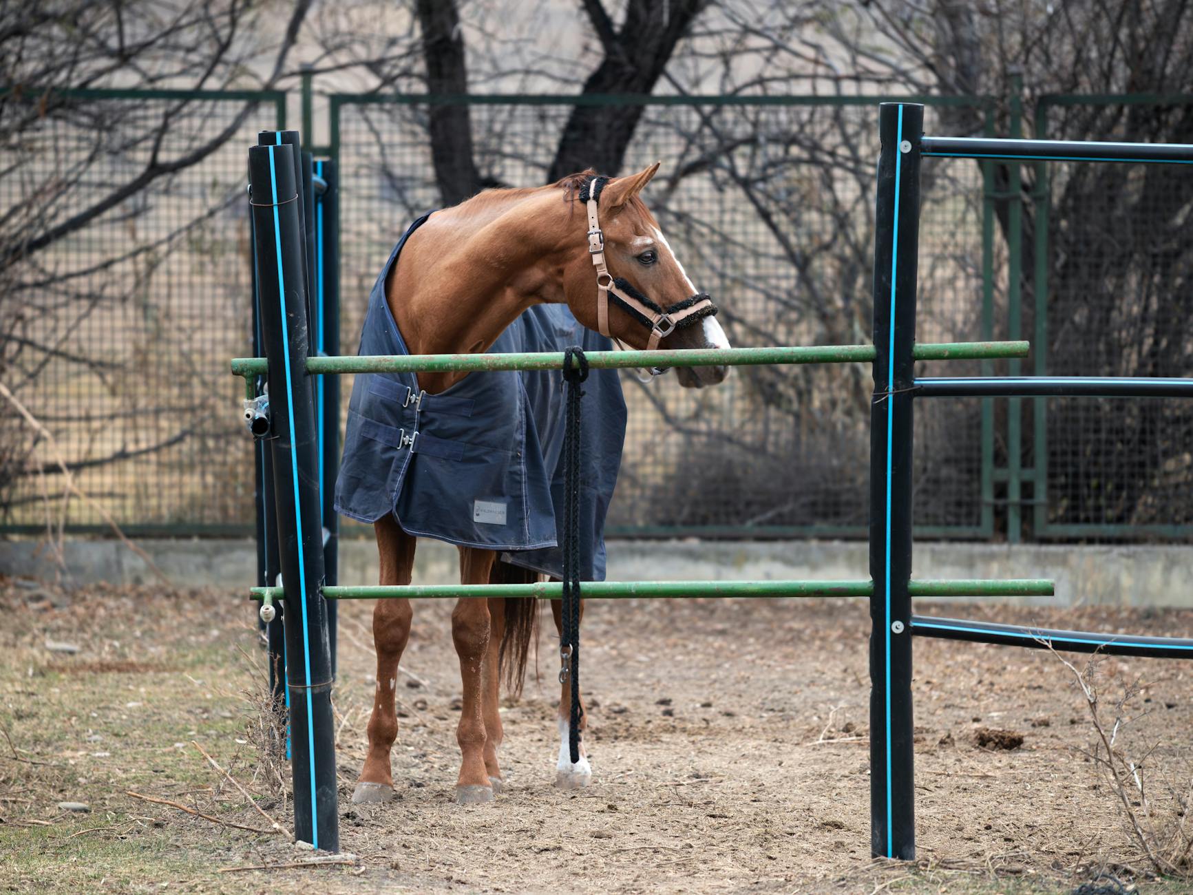 Kasztanowy koń w derce stoi na zimowym wybiegu